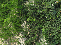 Garbujo Giardini giardini