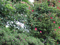Garbujo Giardini giardini