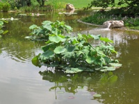 Garbujo Giardini giardini