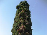 Garbujo Giardini giardini