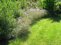 Garbujo Giardini manutenzione