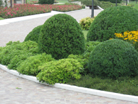 Garbujo Giardini manutenzione