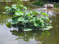 Garbujo Giardini parchi