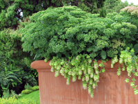 Garbujo Giardini terrazze