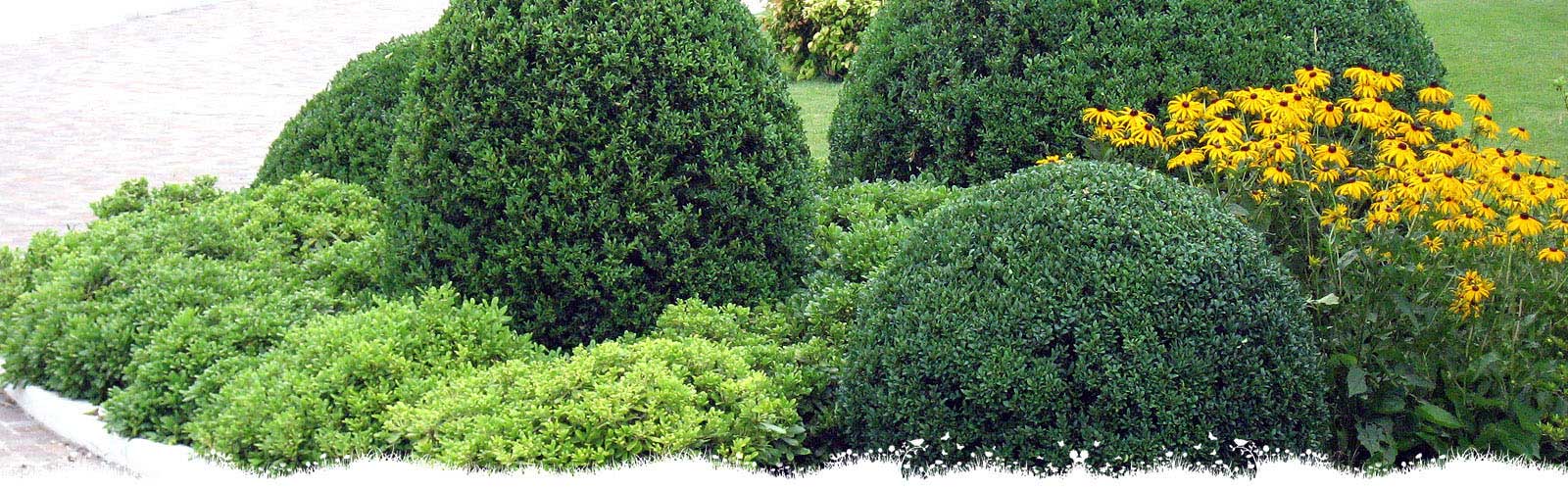 Garbujo giardini - manutenzione